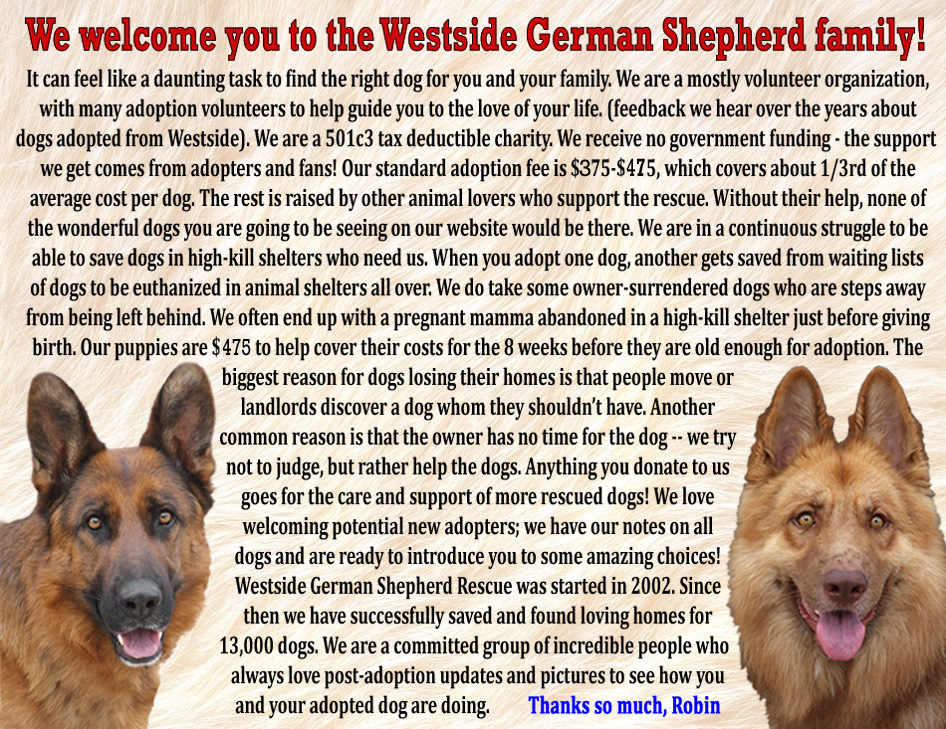 German shepherd free to 2024 good home north west